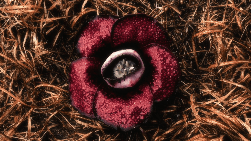 Hana Dama Phantom (2016) by Hisayasu Sato